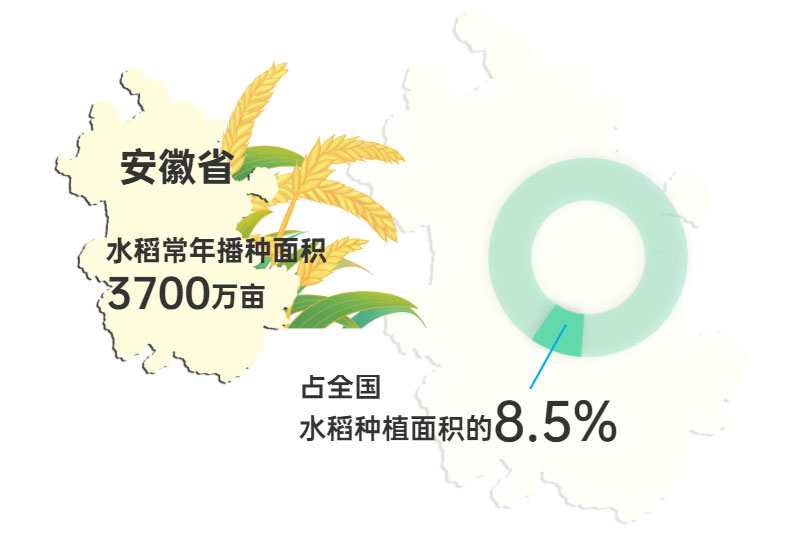 数说丰收 | 1148.2公斤！长江下游水稻亩单产最新纪录诞生