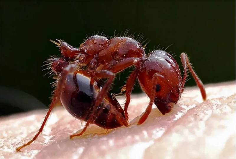 红火蚁：我个头很小，但是我危害很大