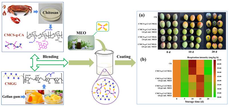 “膜”力十足：南亚所在绿色高分子涂膜保鲜材料研究领域取得新进展