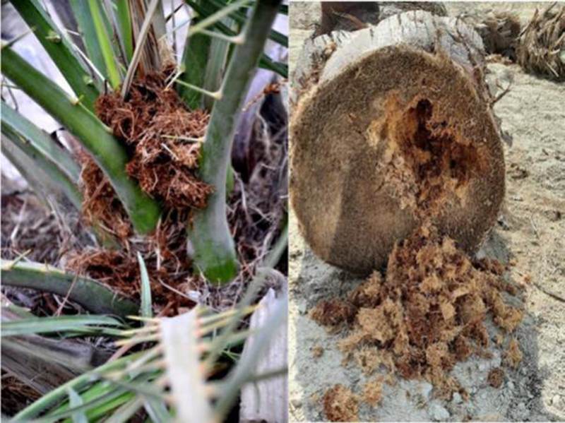 红棕象甲入侵——棕榈植物的灾难