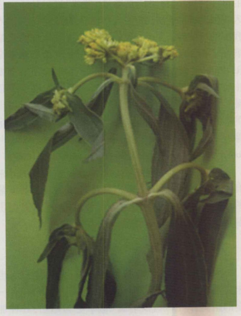 入侵物种黄顶菊——养分抢夺之战