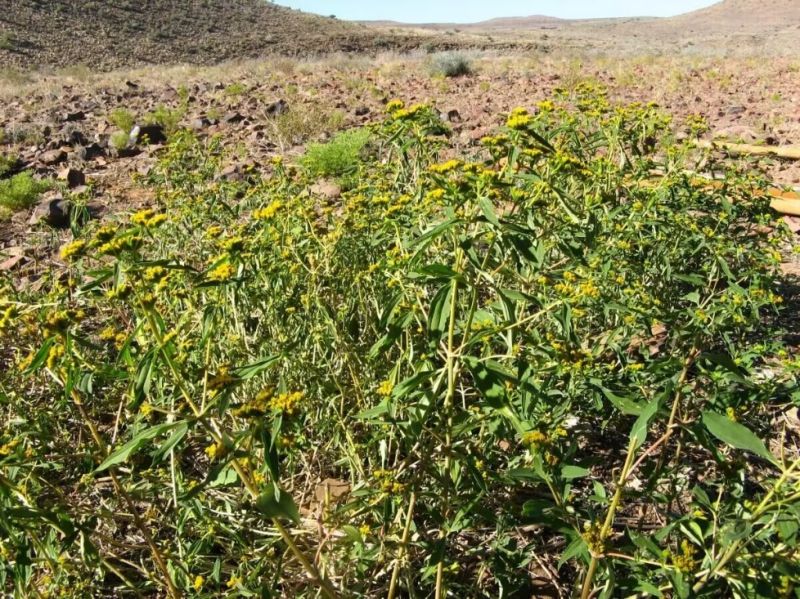 入侵物种黄顶菊——养分抢夺之战