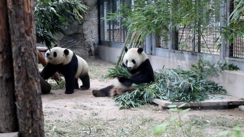 科普新动线｜走进北京动物园，体验自然与科技的完美融合