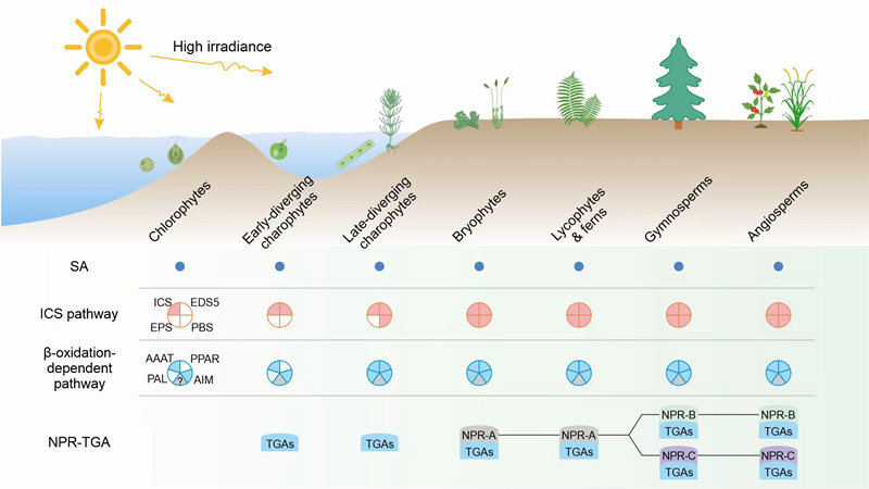 “追根溯源”：研究揭示植物水杨酸信号和合成通路的起源进化机制
