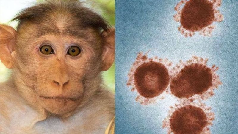 关于猴痘，我们需要了解什么？一文读懂