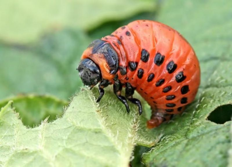 与人类抢食物的入侵害虫——马铃薯甲虫