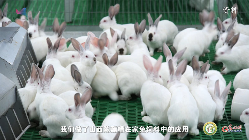 【智惠农民】“科学配方”让中国兔吃饱又吃好——解码“养兔大国”背后的科技力量