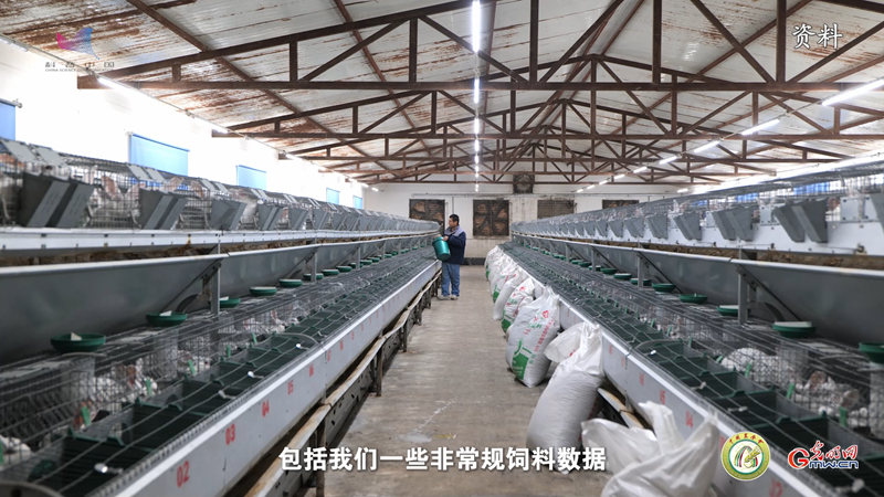 【智惠农民】“科学配方”让中国兔吃饱又吃好——解码“养兔大国”背后的科技力量