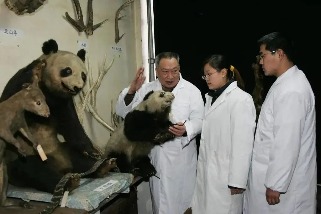 痛惜！中国大熊猫研究第一人，走了……