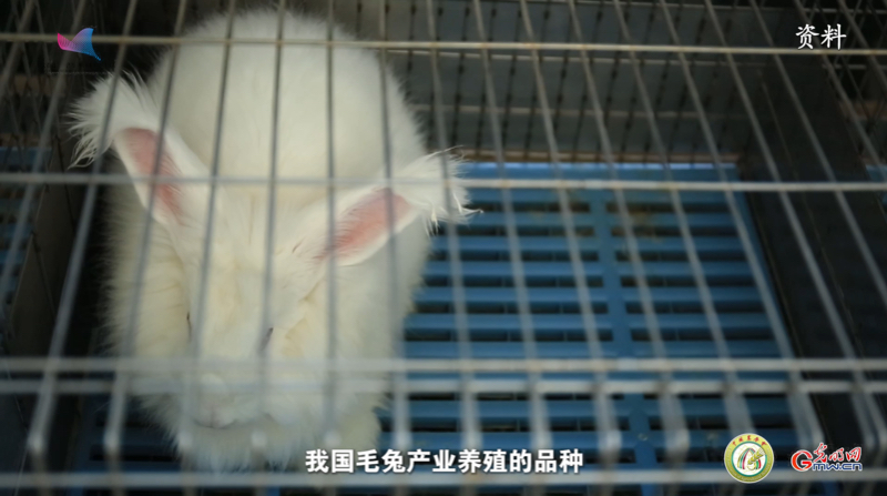 【智惠农民】乡村振兴加速度，就看这“种”兔