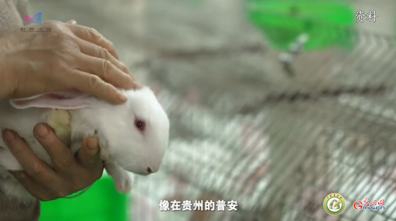【智惠农民】乡村振兴加速度，就看这“种”兔