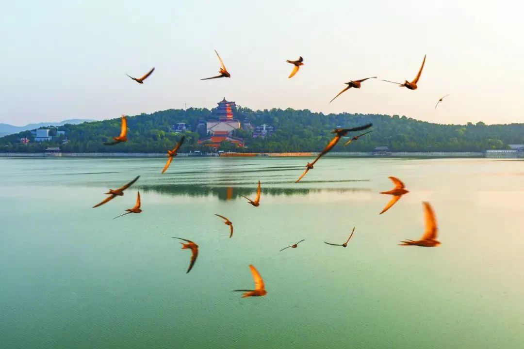 国际爱鸟日 | 有多少北京鸟儿今天过节？
