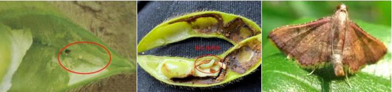 【智惠农民】豆荚上的破坏者——大豆食心虫
