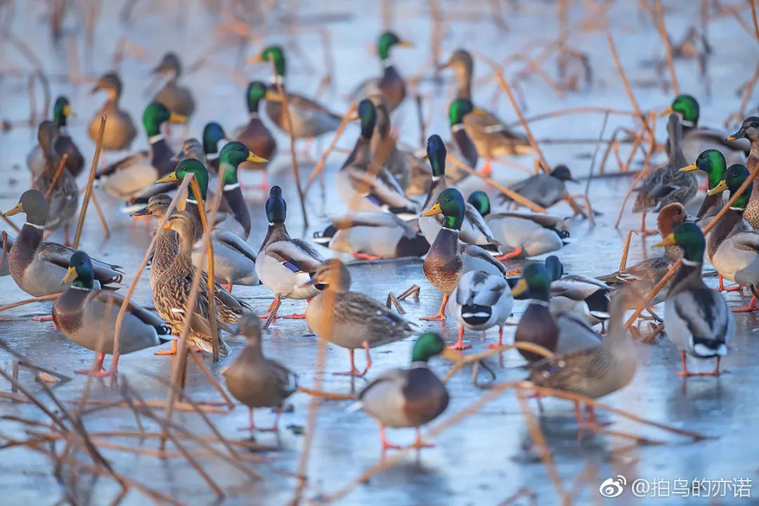 湖畔青青绿头鸭，竟然是你吃的“北京烤鸭”的祖宗