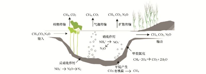 【智惠农民】为什么海水池塘养殖可能会加剧温室效应？