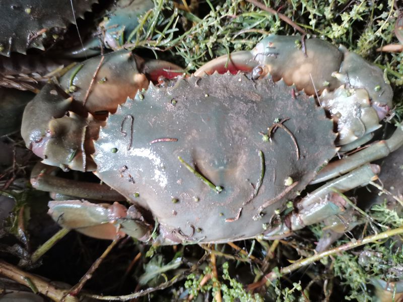 擅长“挖洞”的小螃蟹——拟穴青蟹