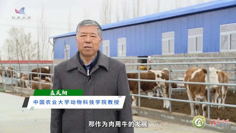 【一线调研·下田故事】发展肉牛全产业链体系 让肉牛产业真正“牛”起来