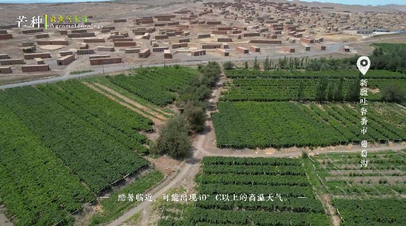 【节气农事·芒种篇】仲夏已至，麦黄梅熟