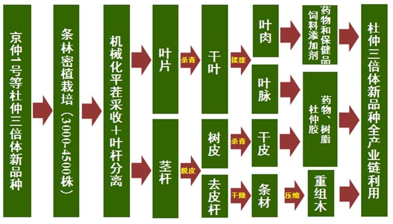 不只中草药：杜仲身上都有哪些“宝”？