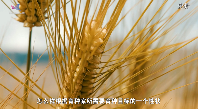 张京：用“芯”繁育大麦良种