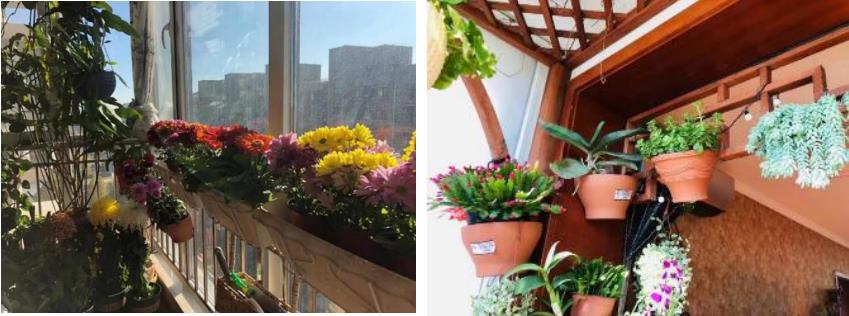 【光明博物绘】如何在阳台创造一个“家庭植物园”？