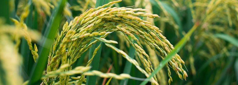 水稻完整参考基因组发布