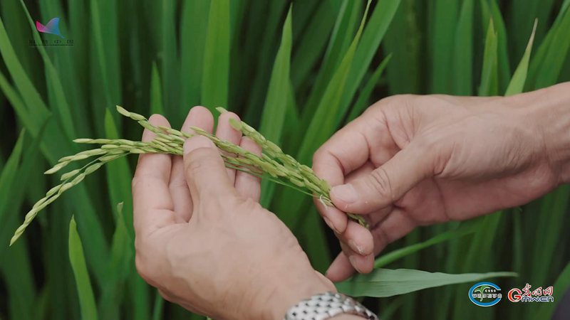 用良法画“粮”景，从会种到“慧”种——对话水稻栽培专家马均