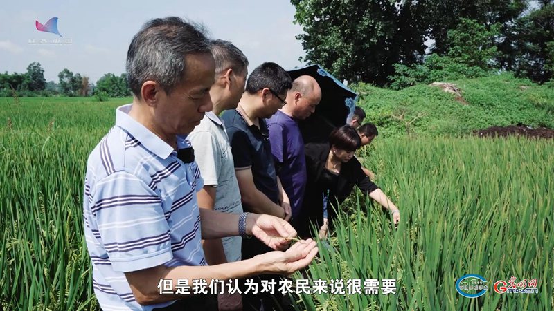 用良法画“粮”景，从会种到“慧”种——对话水稻栽培专家马均
