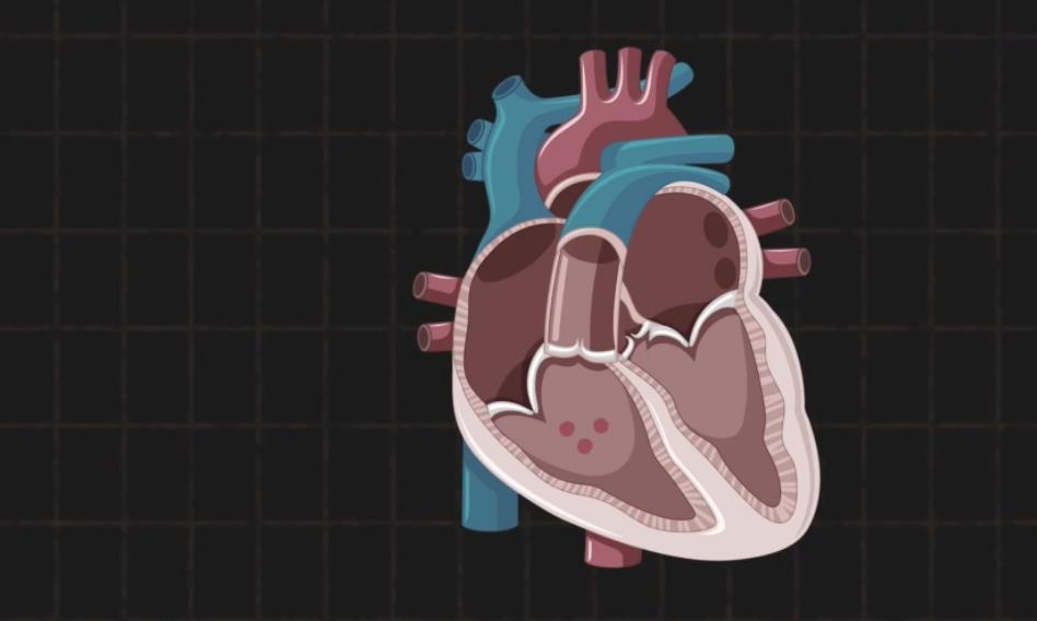 作为人体最重要的器官之一 你了解你的“心”吗？