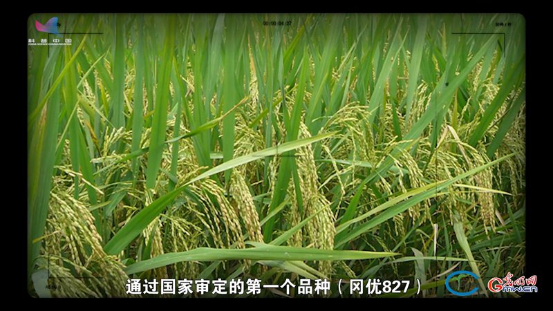 对话水稻育种专家李平：增产、耐高温、定制化......道一道“非常稻”的诞生故事