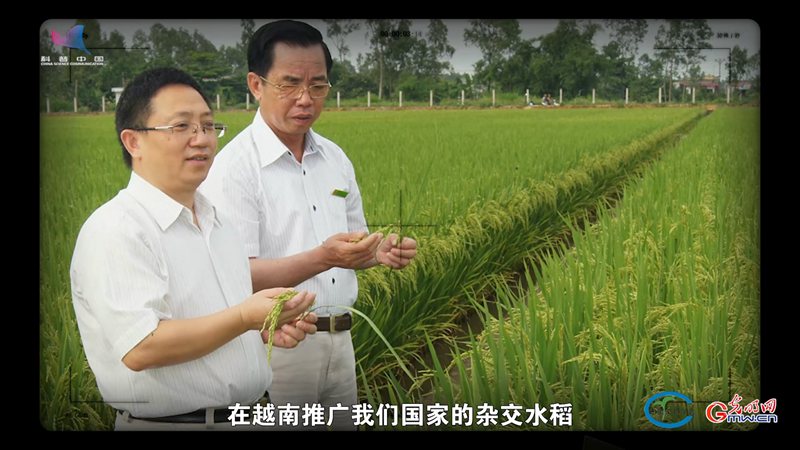 对话水稻育种专家李平：增产、耐高温、定制化......道一道“非常稻”的诞生故事