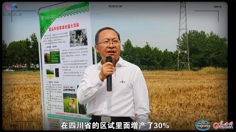 “三株野草”如何变成“一碗面”？——对话小麦育种专家杨武云