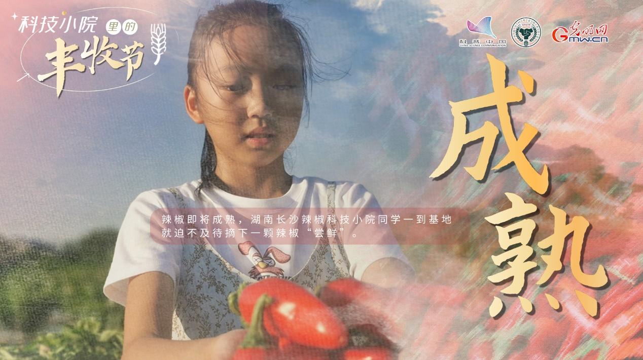 【科技小院里的丰收节】辣椒界的一代天“椒”红火迎丰收