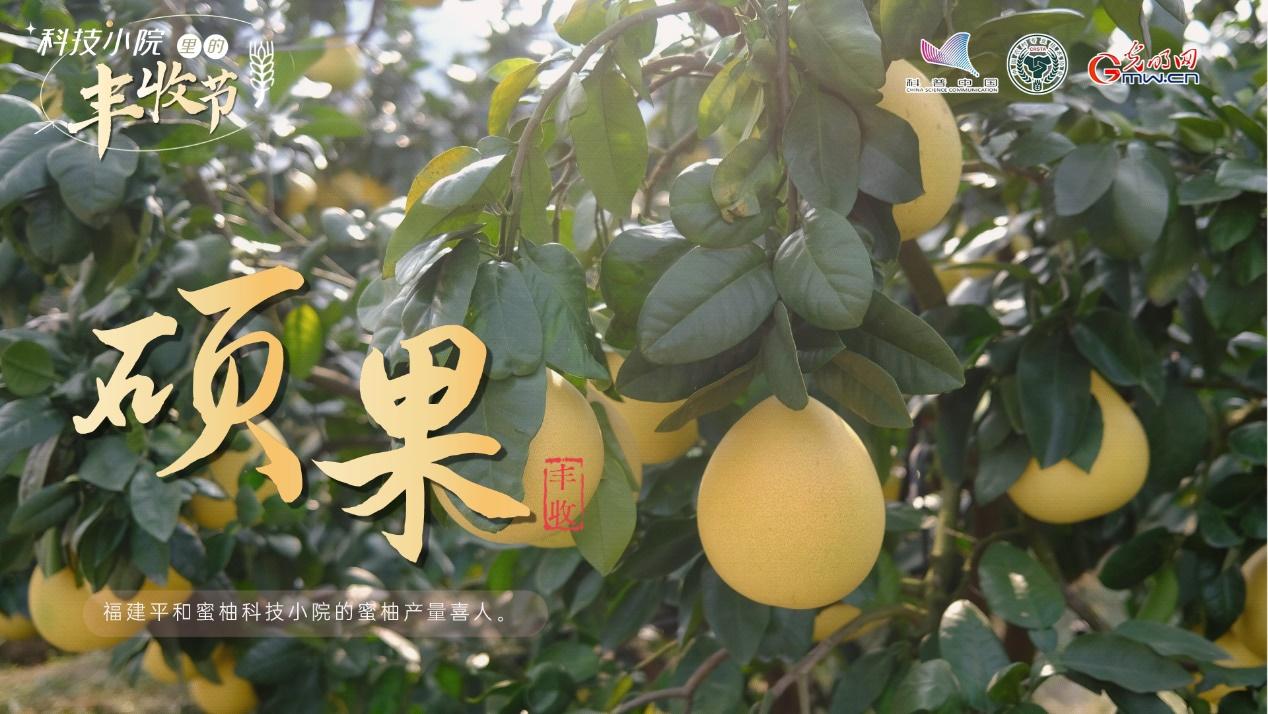 【科技小院里的丰收节】平和蜜柚成功“减肥”，“红玛瑙”喜获丰收