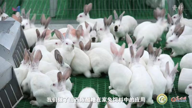 【智惠农民】“兔以食为天”——揭秘不同生理阶段家兔的饲料差异