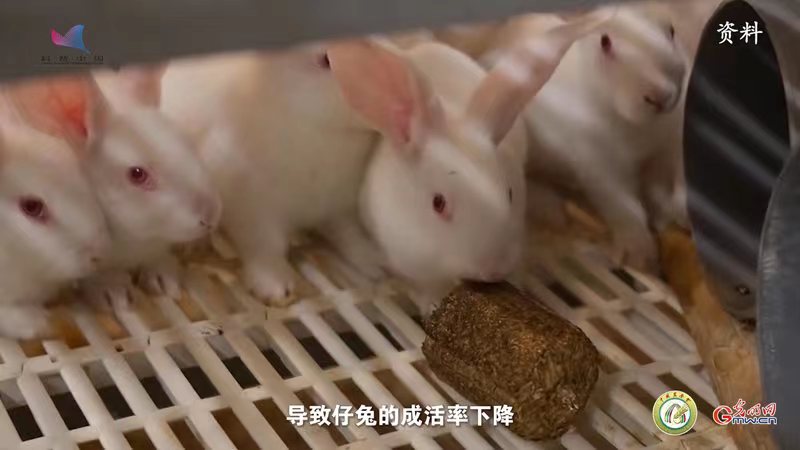 【智惠农民】兔子的“真爱”并非萝卜和青菜！专家解读兔子的营养需求