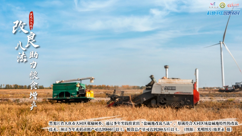 丰收中国丨盐碱地孕育大粮仓，“不毛之地”变为“金色海洋”