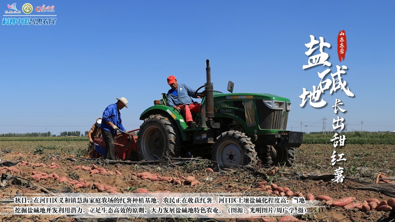 丰收中国丨盐碱地孕育大粮仓，“不毛之地”变为“金色海洋”