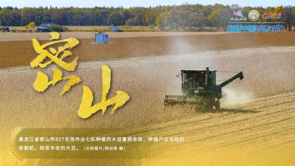 丰收中国｜稻菽飘香 黑龙江迎来金色丰收季