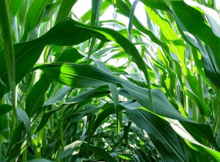揭秘玉米丰收的科技密码：“密植高产精准调控技术”