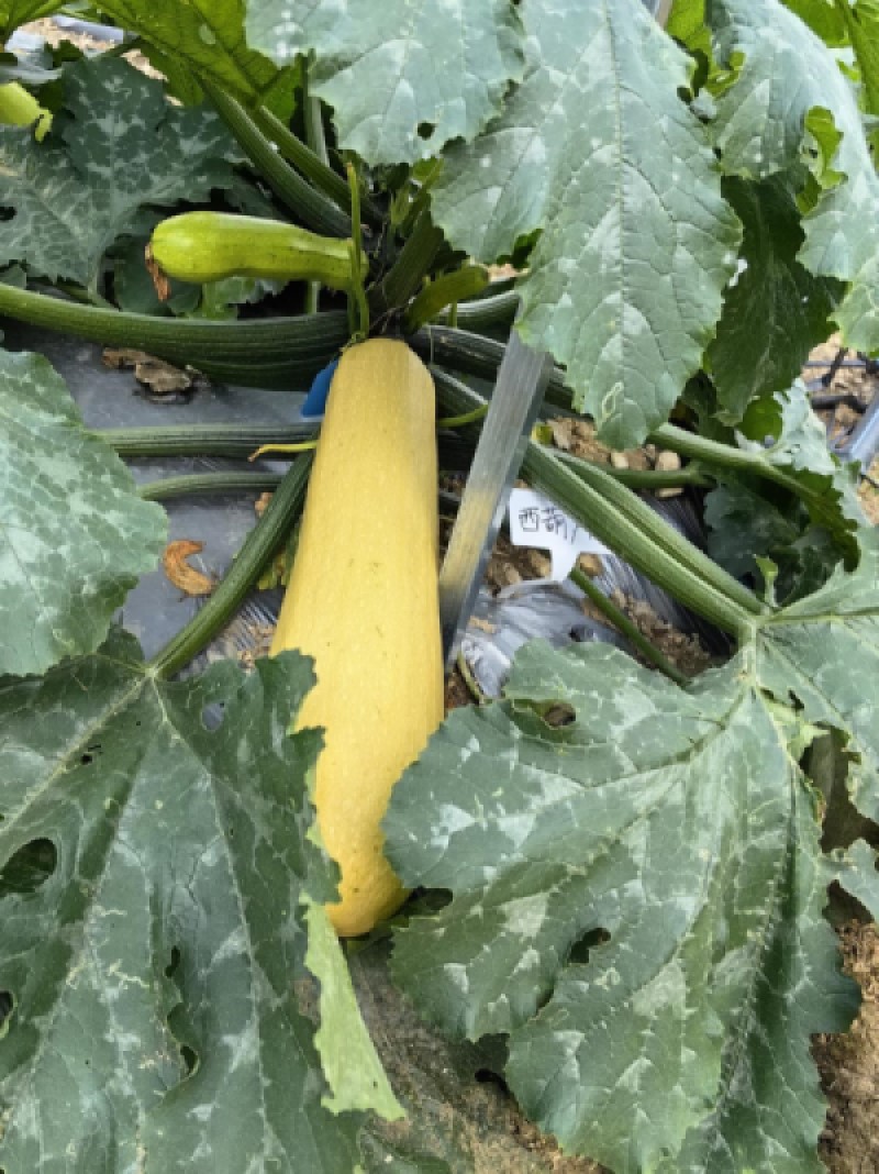 在贵州山地“蔬菜大观园” 破解蔬菜种源“卡脖子”的技术难题