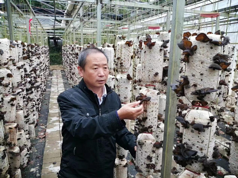王锦平：从零开始种蘑菇，创新引领共同致富