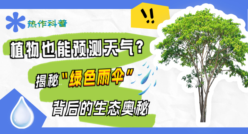 【热作科普】植物也能预测天气？揭秘“绿色雨伞”背后的生态奥秘