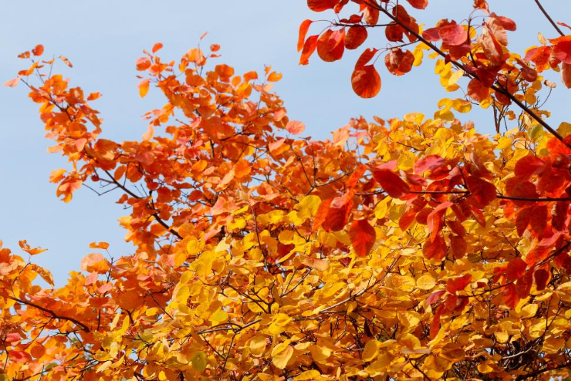 黄栌：北国深秋最灿烂的色彩