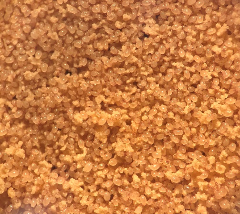 椭圆食粉螨：看不见的害虫，看得见的危害