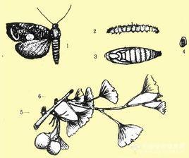 自然界最“卷”的银杏害虫：超小卷叶蛾