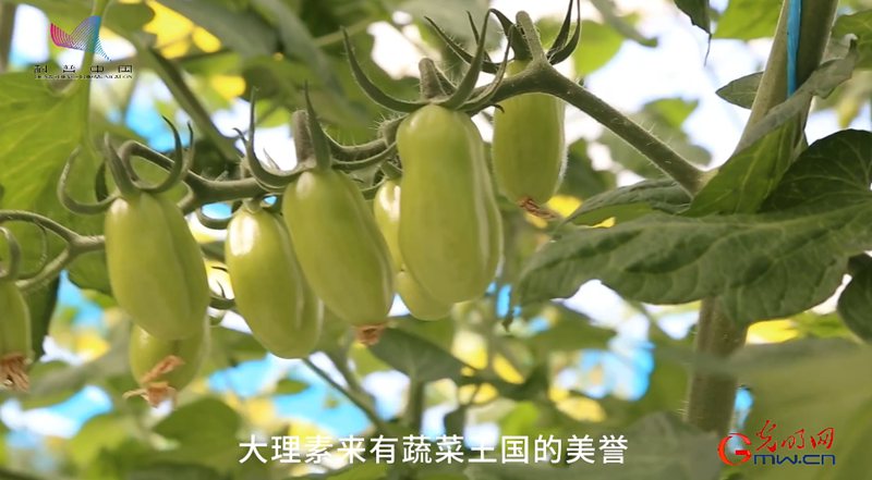 算法在田间：数字农业公园里如何种番茄？