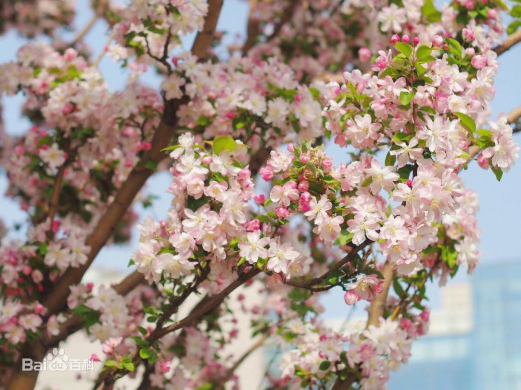 “花中神仙”海棠花竟是四川籍！如何“拿捏”它的花期？