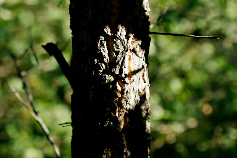 保暖保质的忠诚“卫士”：栓皮栎