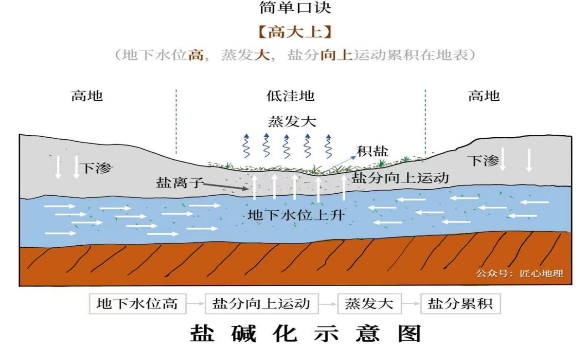 世界土壤日｜如何从“白土”到“绿洲”？大地的“咸味自白”